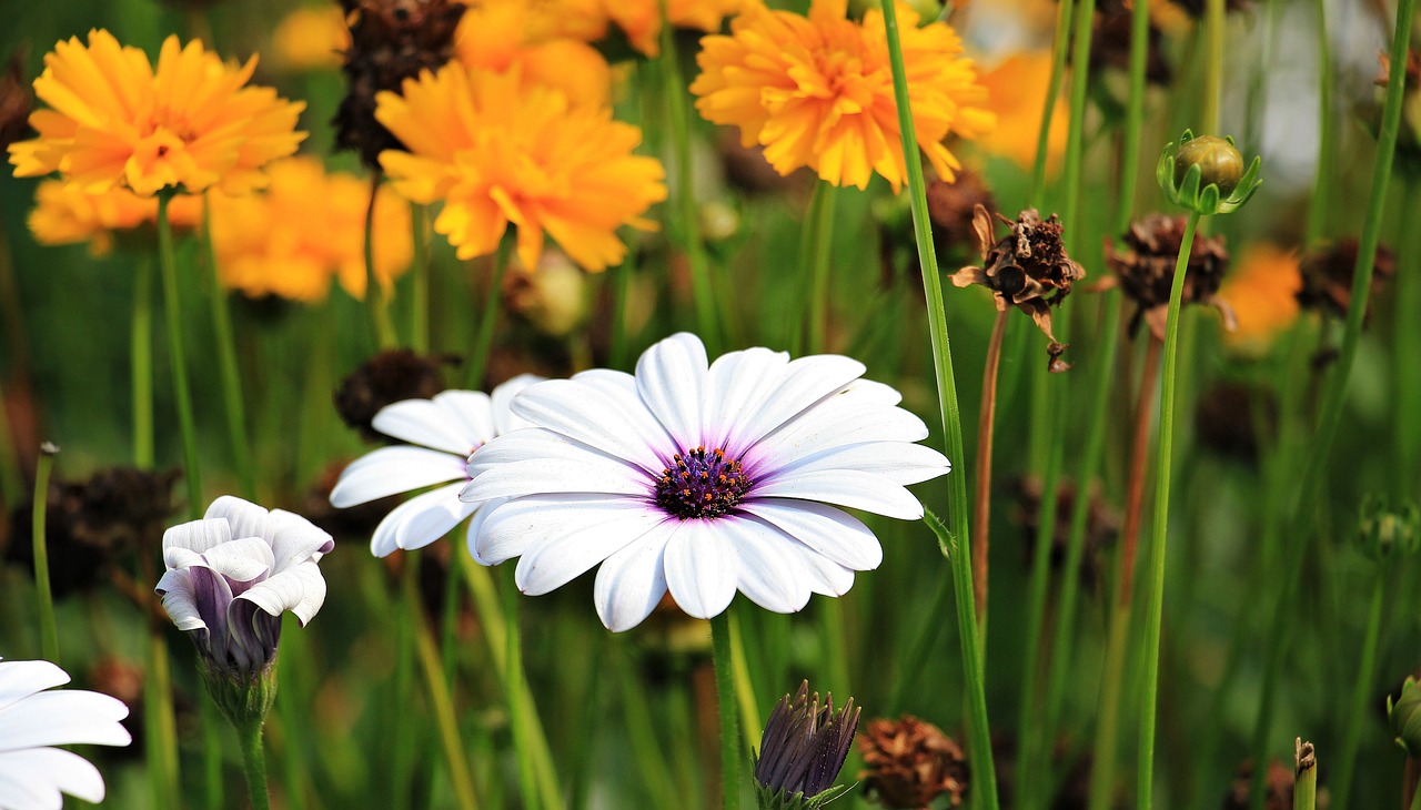 Ways to Create Shade in Your Garden